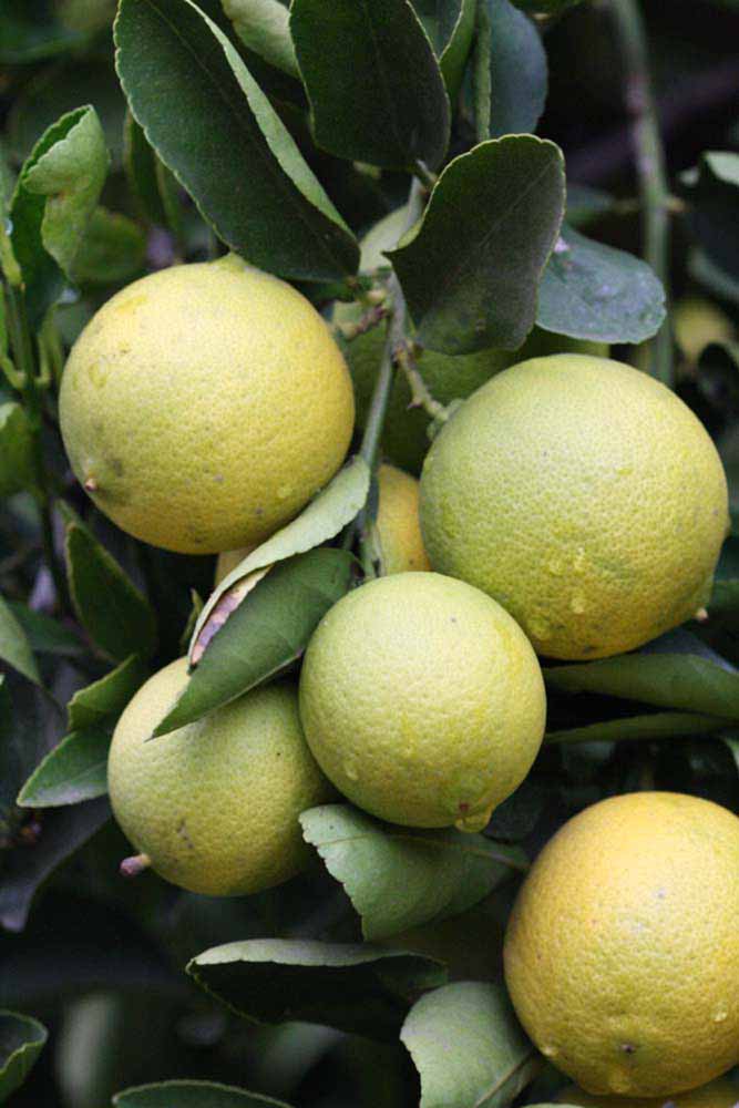            Fruit (Riverside, CA)   